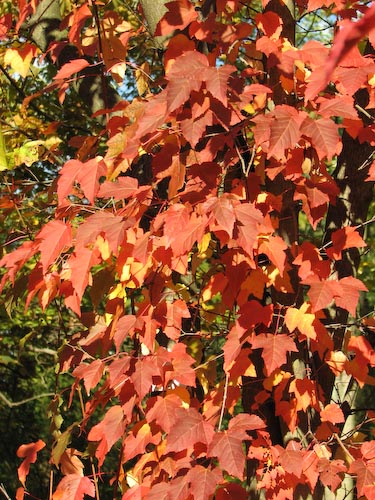 Acer tataricum ssp ginnala